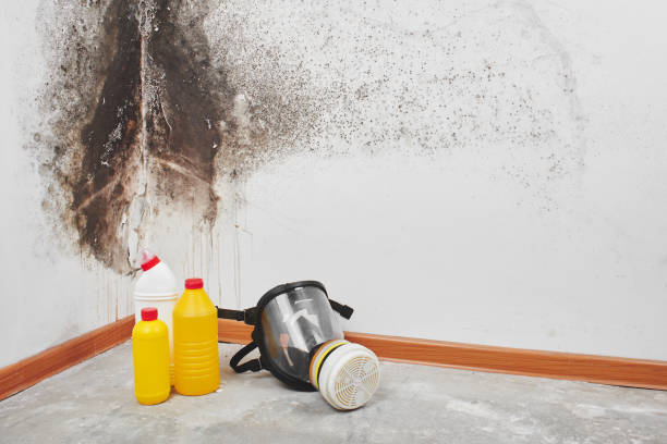 Best Fast Mold Removal  in Marion, PA