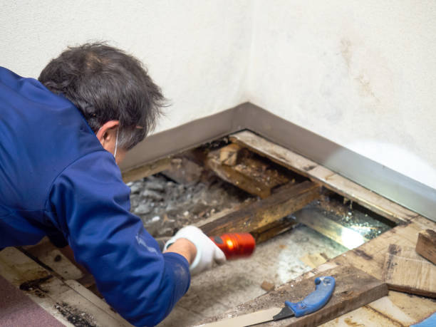 Best Emergency Mold Removal  in Marion, PA