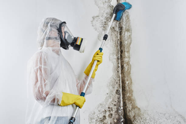 Best Attic Mold Removal  in Marion, PA