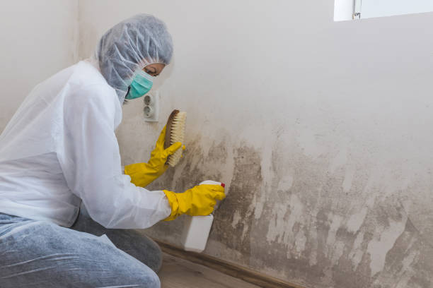 Best Residential Mold Removal  in Marion, PA