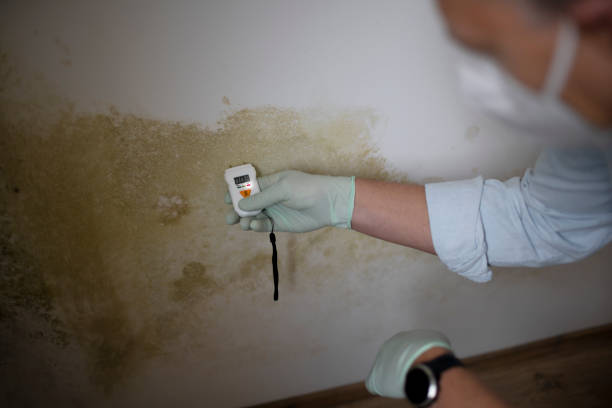 Best Crawl Space Mold Removal  in Marion, PA