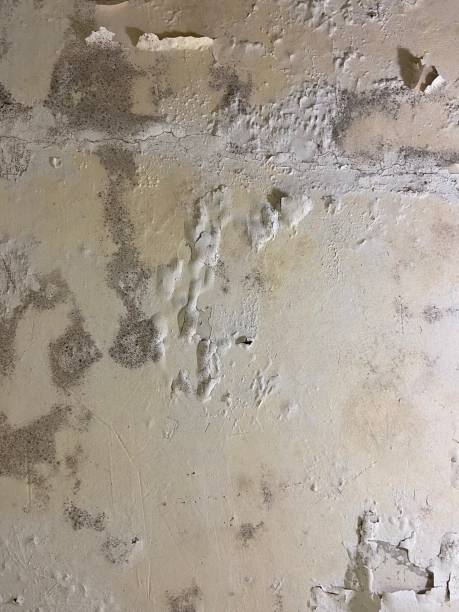 Best Toxic Mold Removal  in Marion, PA