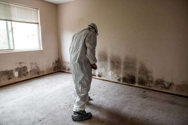 Best Mold Damage Repair  in Marion, PA