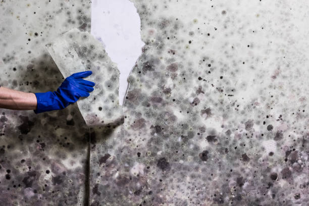 Best Best Mold Removal Companies  in Marion, PA